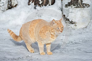 Beautiful ginger cat on snow background