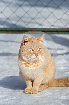 Beautiful ginger cat on snow background