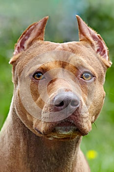 Beautiful ginger dog of american pitbull terrier breed, close-up portrait of red female with old-fashioned ear cut.