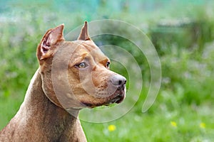 Beautiful ginger dog of american pitbull terrier breed, profile portrait of red female with old-fashioned ear cut.