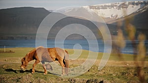 Beautiful ginger Icelandic horse eating grass, grazing on the field. Animal farm or ranch outside the city.