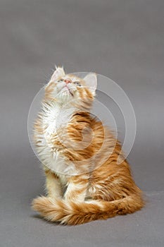 Beautiful ginger kitten Maine Coon