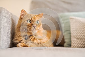 Beautiful ginger long hair cat lying on the sofa on a sunny day at home