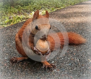 Beautiful ginger sguirrel holding a nut