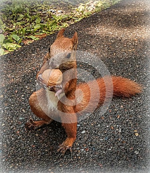 Beautiful ginger sguirrel holding a nut