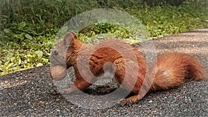Beautiful ginger sguirrel holding a nut