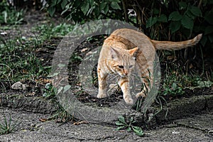 A beautiful ginger street cat prepares to jump. animal going hunting
