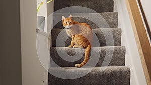 A beautiful ginger tabby tom cat sat on the staircase