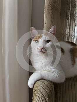 A beautiful ginger white cat on the chair near window