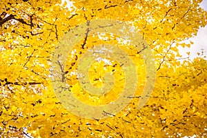 Beautiful ginko leaf tree