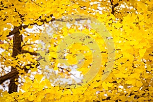 Beautiful ginko leaf tree