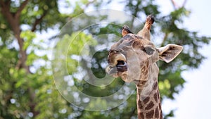 Beautiful Giraffe Close up, Giraffe Camelopardalis, The Tallest Animal, African