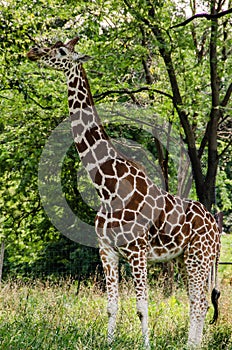 Beautiful Giraffe eating from a tree