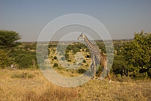 Beautiful giraffe in front of impressive plainland