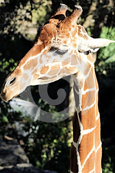 Beautiful Giraffe Gleaming in the Sunshine