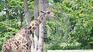 A beautiful giraffe is looking at the camera against the background of green trees. Wild animals.