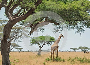 Beautiful giraffe near a green tree in the savannah. Wild nature life