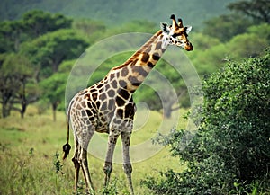 Beautiful giraffe near a green tree in the savannah. Wild nature life
