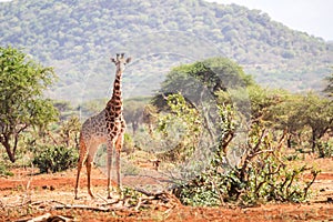 Beautiful giraffe on savanna, Kenya