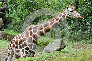 A beautiful giraffe standing in a zoo