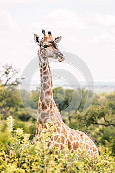 Beautiful Giraffe stands in the middle of South Africa. Kruger National Park