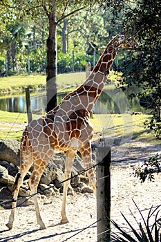Beautiful Giraffe Walks Away