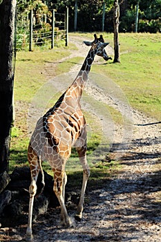 Beautiful Giraffe Walks Away With Her Tongue Out