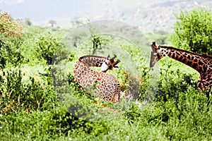 Beautiful giraffes in Africa among the trees.