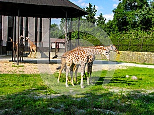 Beautiful giraffes graze on the grass - more giraffes in the photo