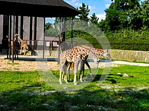 Beautiful giraffes graze on the grass - more giraffes in the photo