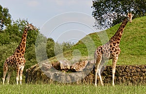 Beautiful giraffes in the nature