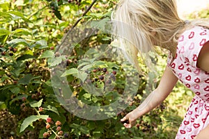 Beautiful Girl with Blackberry in the Garden.