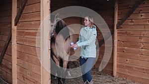 A beautiful girl brushing a horse in the stall