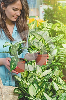 Beautiful girl customer chooses ficus plants in the retail store. Gardening In Greenhouse.