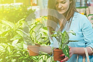 Beautiful girl customer chooses ficus plants in the retail store. Gardening In Greenhouse.