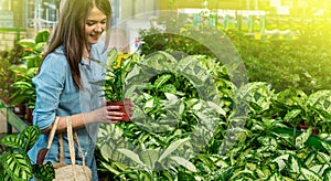 Beautiful girl customer chooses ficus plants in the retail store. Gardening In Greenhouse.