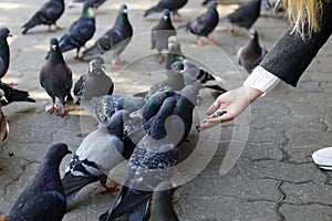 Beautiful girl feeds city pigeons with hands