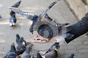 Beautiful girl feeds city pigeons with hands