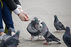 Beautiful girl feeds city pigeons with hands