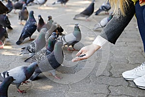 Beautiful girl feeds city pigeons with hands