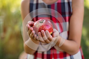 Beautiful girl harvests apples. Apple orchard.