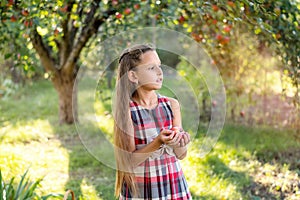 Beautiful girl harvests apples. Apple orchard.