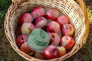 Beautiful girl harvests apples. Apple orchard.