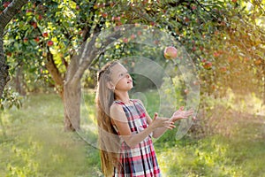 Beautiful girl harvests apples. Apple orchard.