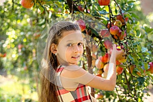 Beautiful girl harvests apples. Apple orchard.