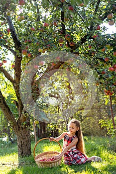 Beautiful girl harvests apples. Apple orchard.