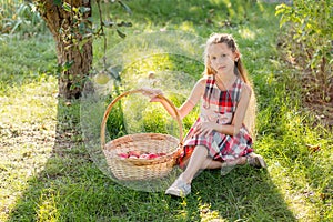 Beautiful girl harvests apples. Apple orchard.