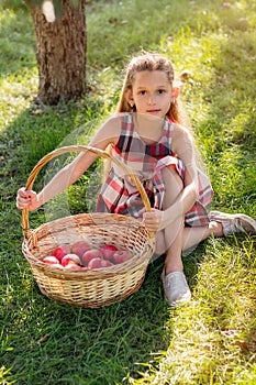 Beautiful girl harvests apples. Apple orchard.