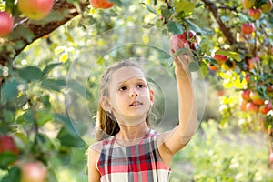 Beautiful girl harvests apples. Apple orchard.