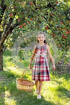 Beautiful girl harvests apples. Apple orchard.